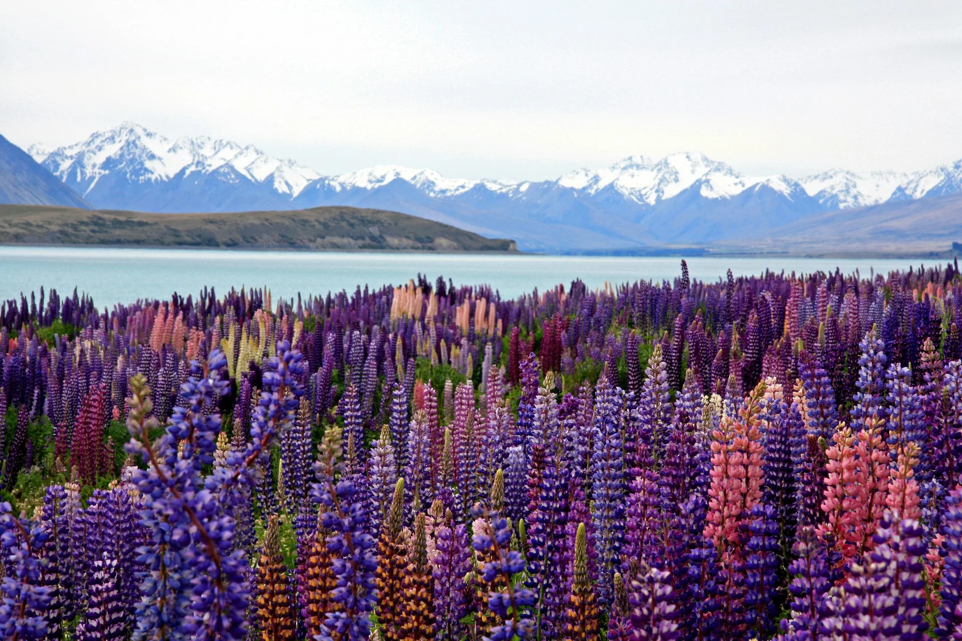 Colourful lupins in the Canterbury landscape